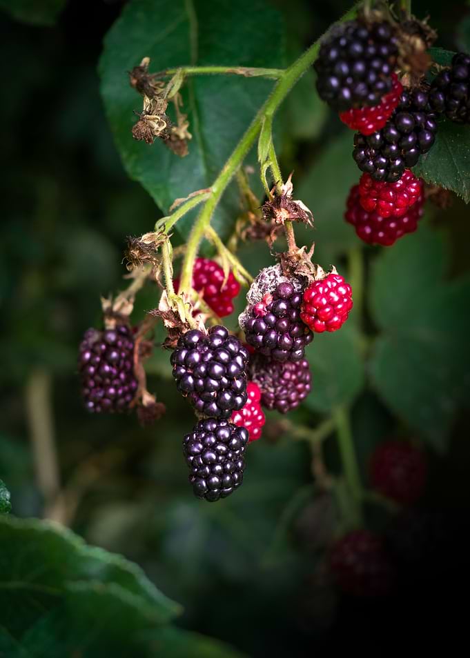 Blackberries