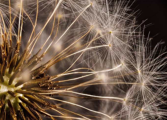 Macro of a dandelion