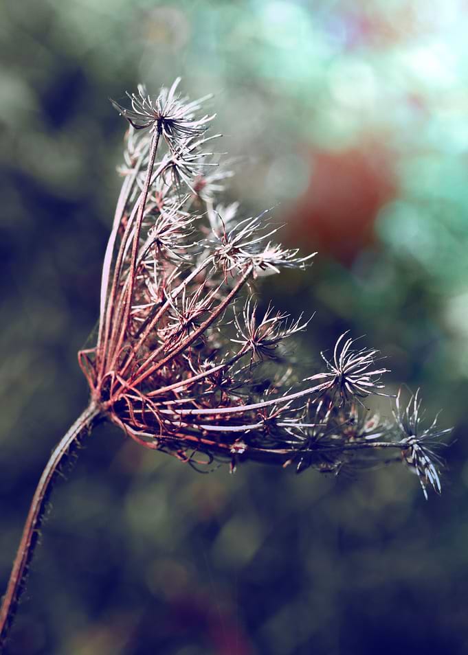 autumn flower