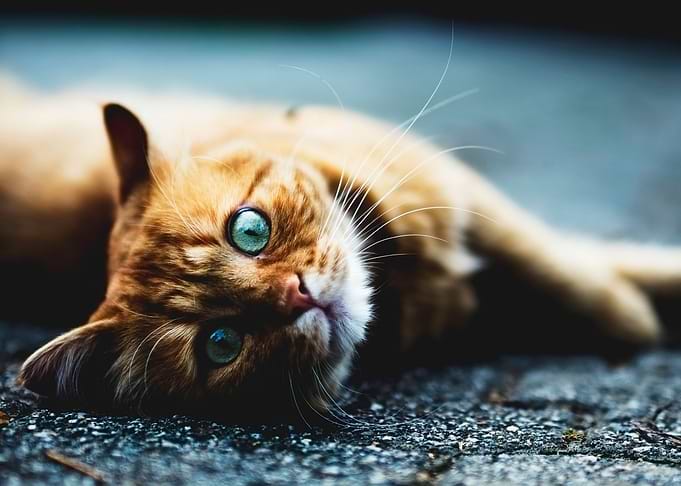 Orange Cat