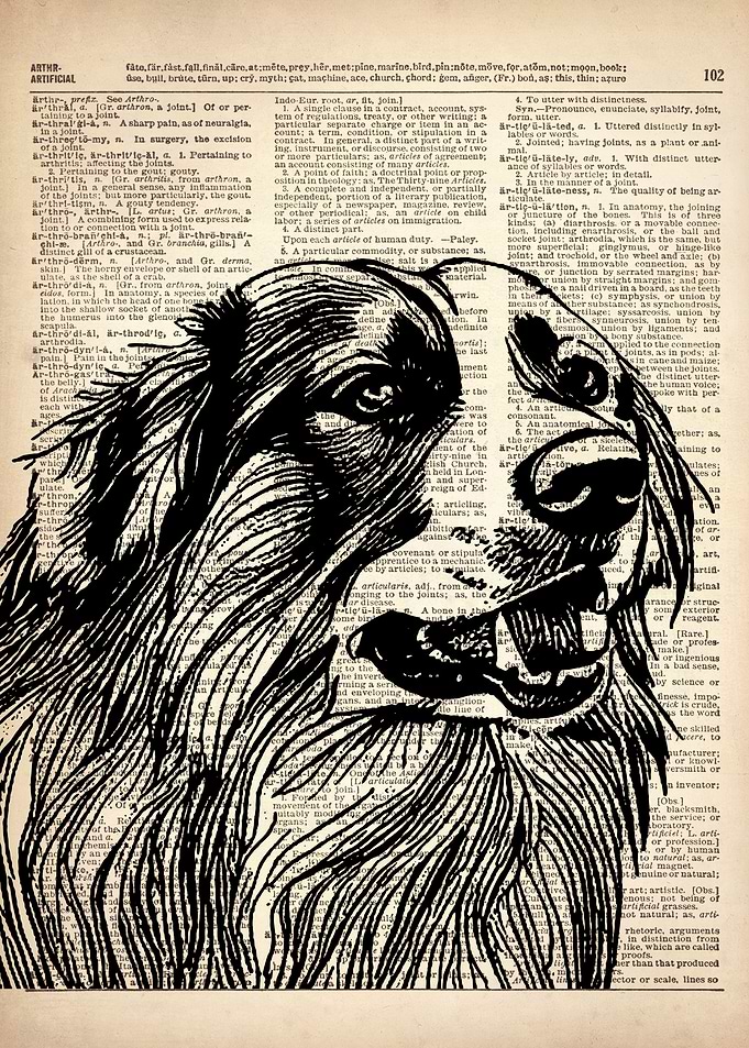 Australian shepherd dog