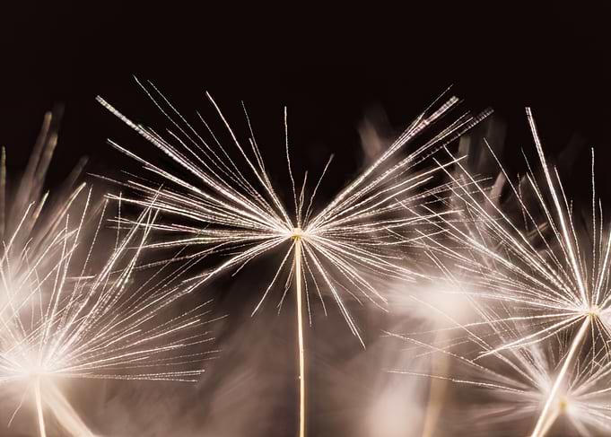 Macro of a dandelion