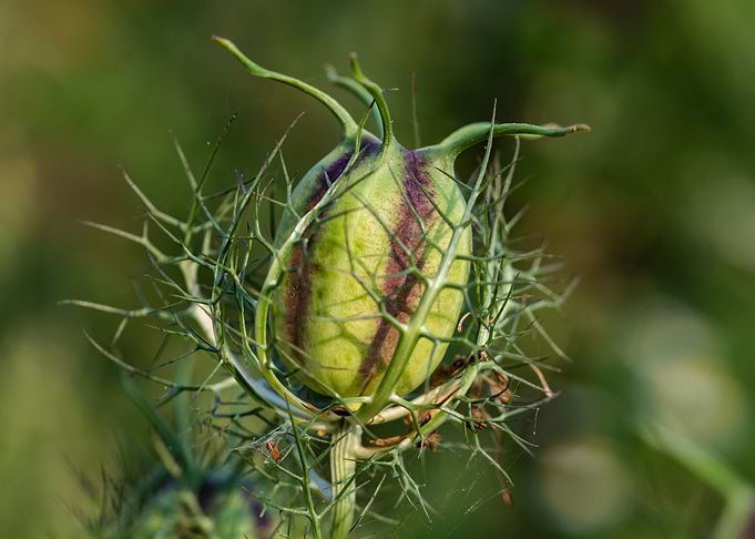 Flower Bud