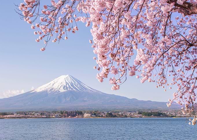 Pink Cherry Blossom Fuji