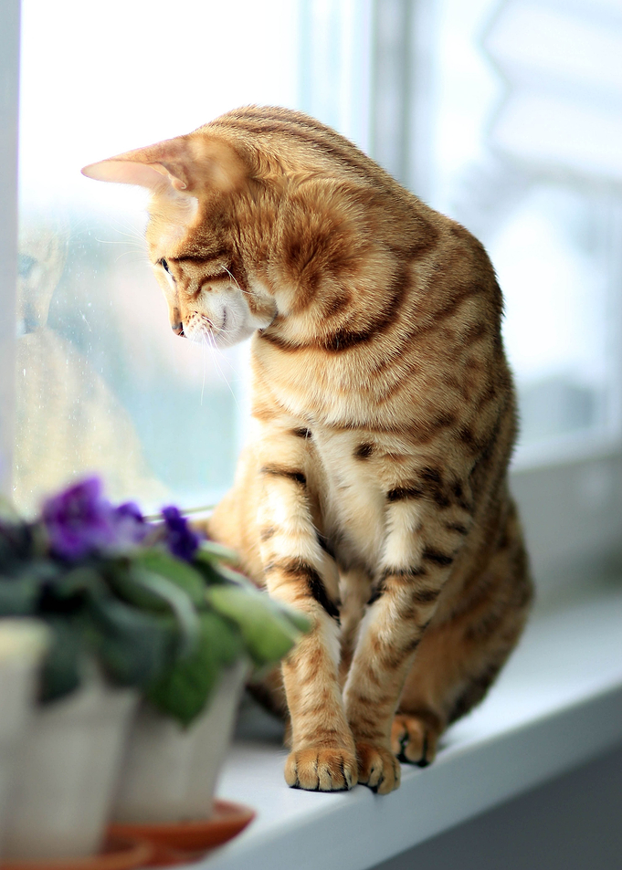 Striped Cat