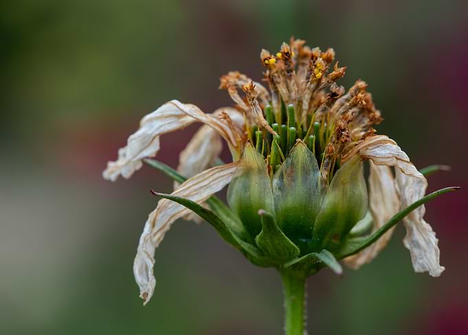Withered White Flower