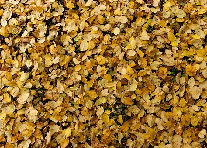 Autumn leaves texture