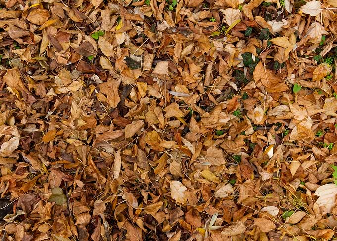Autumn leaves texture