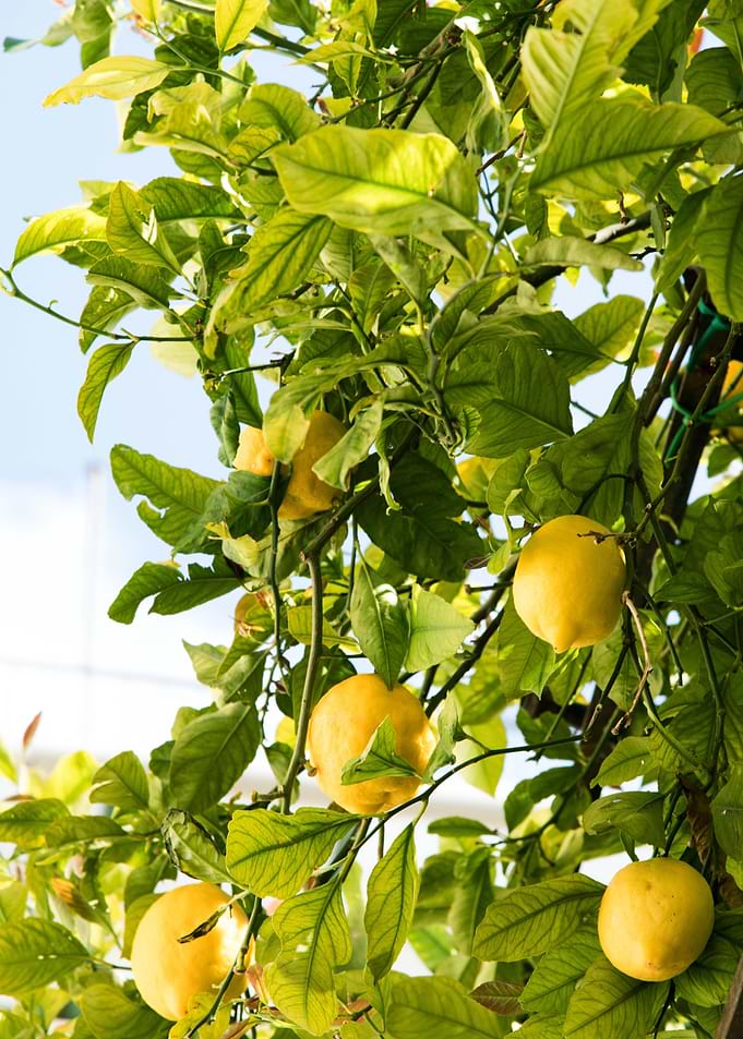 Amalfi Lemon Dream 2
