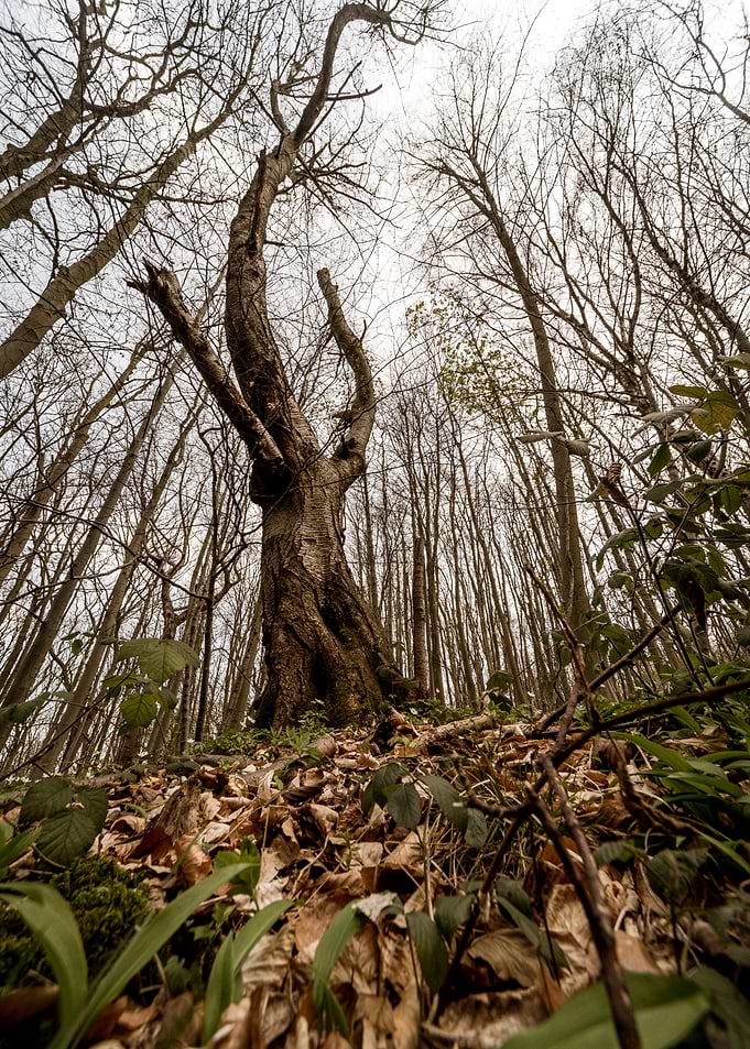 Towering Winter Tree