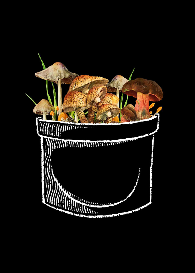 Mushrooms In My Pocket