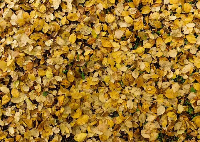 Autumn leaves texture