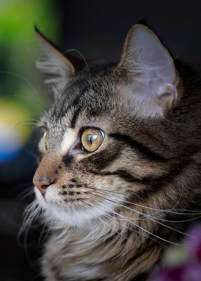 Purebred kitten, domestic