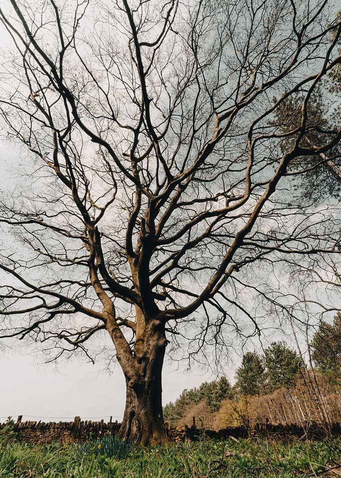 Tall Trees and Sky