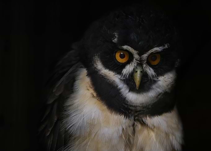 spectacled owl