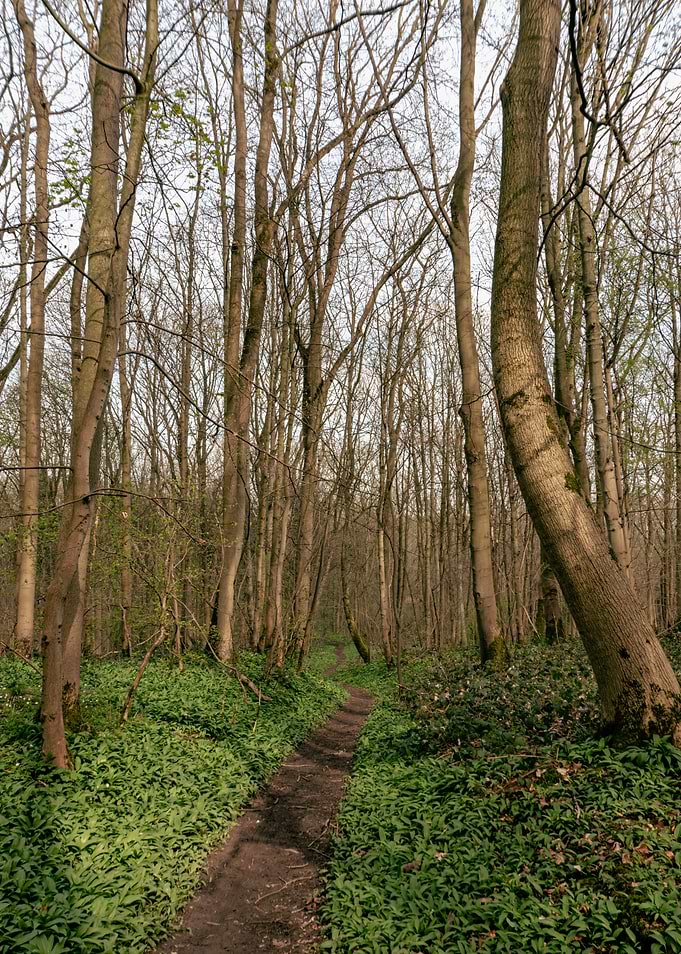 Winding Woodland Path