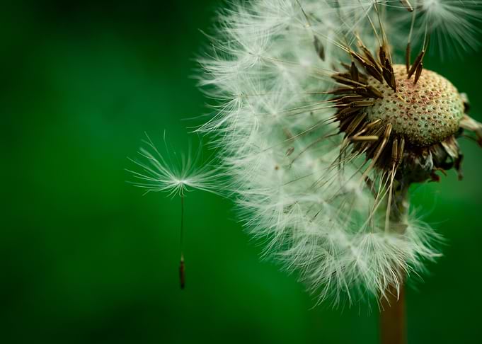 Transience