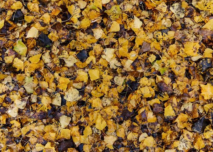 Autumn leaves texture
