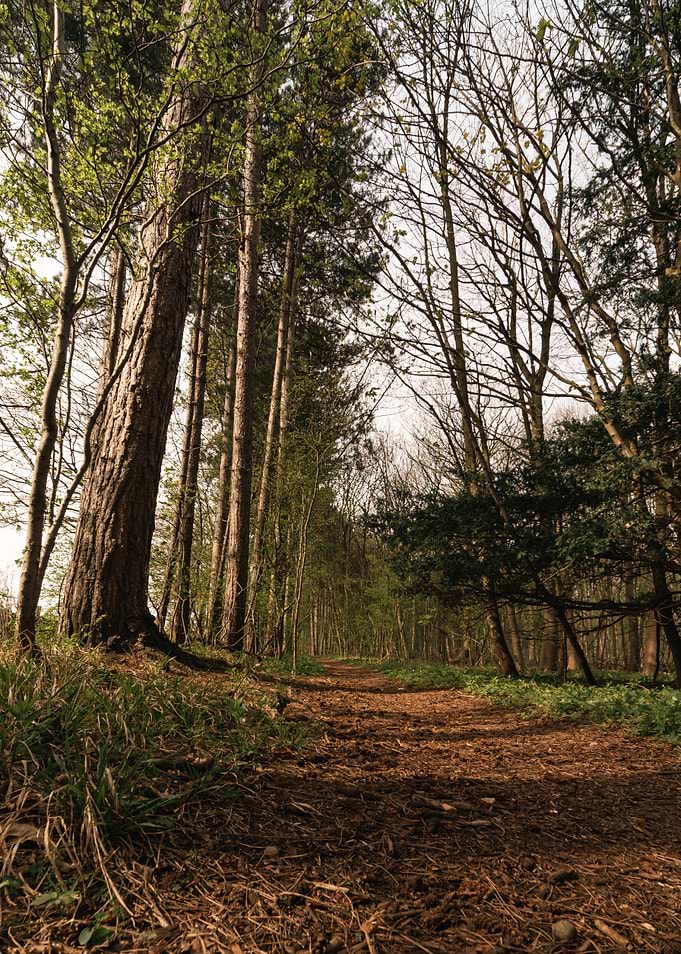 Old Forest Path