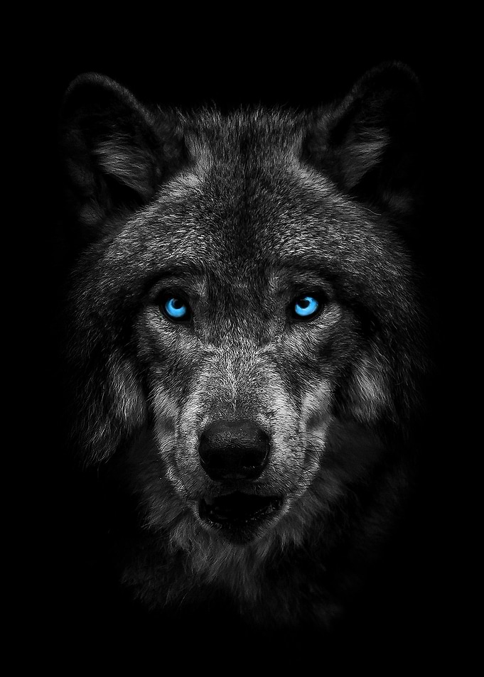 Face Angry Wolf