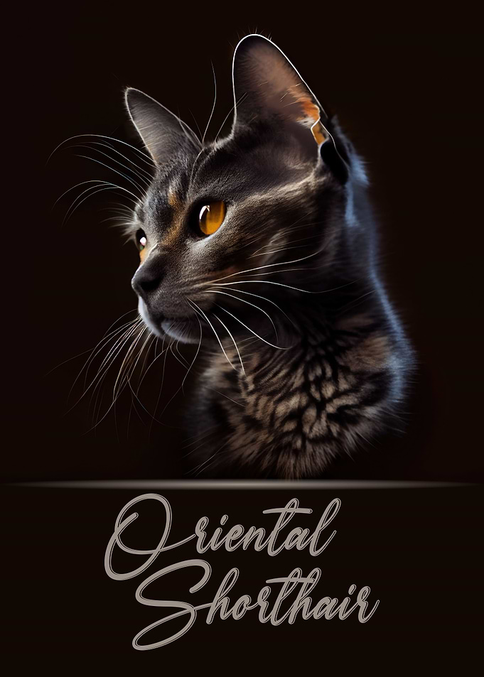 Oriental Shorthair