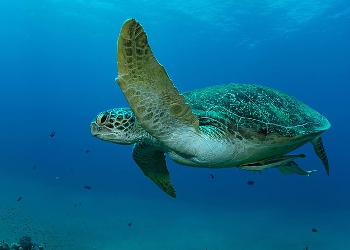 Turtle