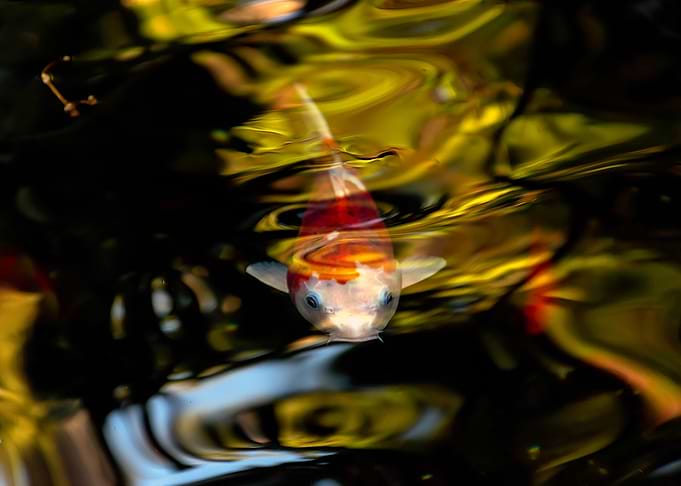 fish koi dive