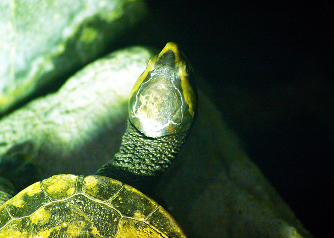 Turtle
