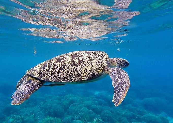 Turtle