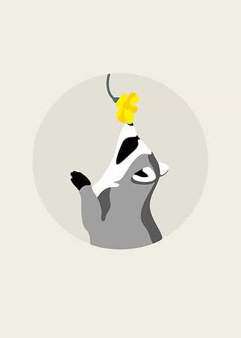 raccoon smelling flower