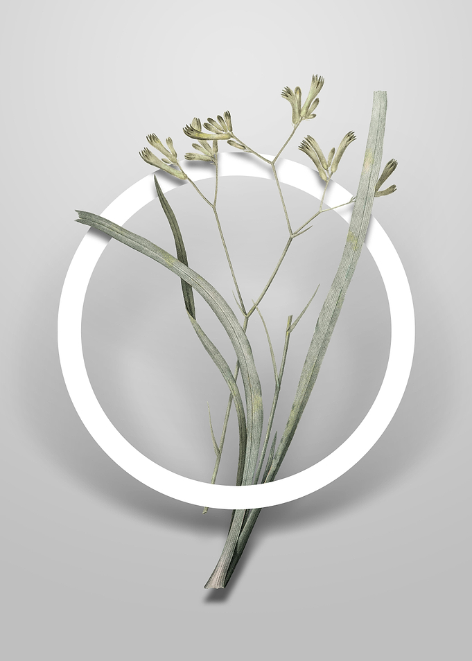 Anigozanthos Flavida Art