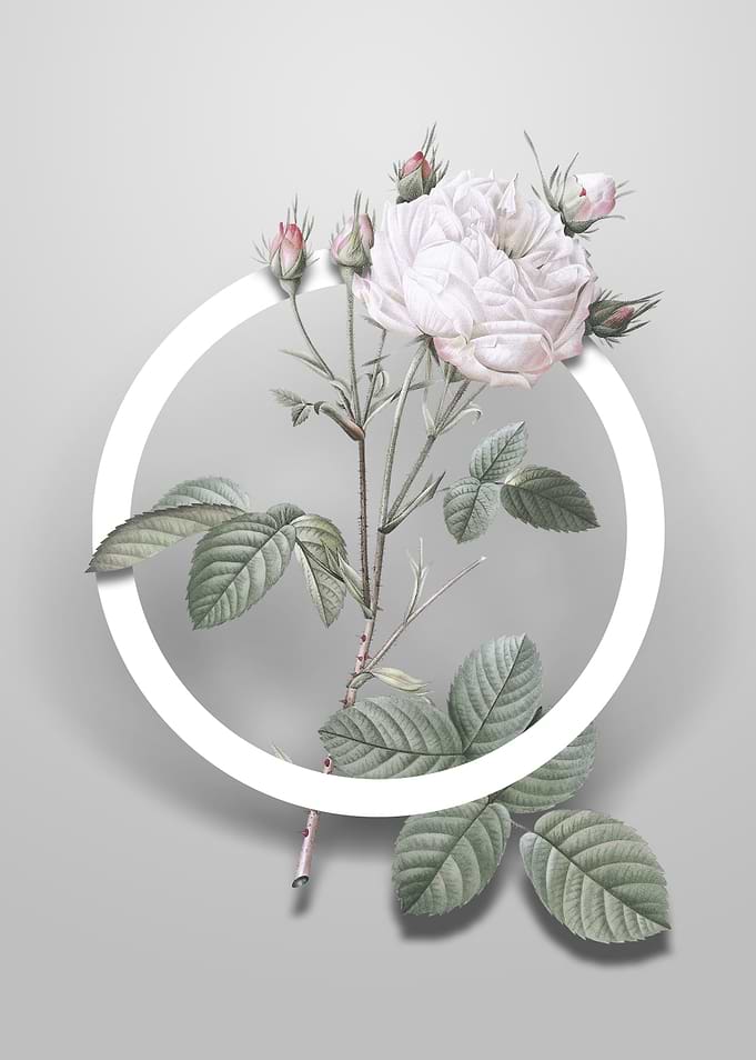 White Provence Rose Flower