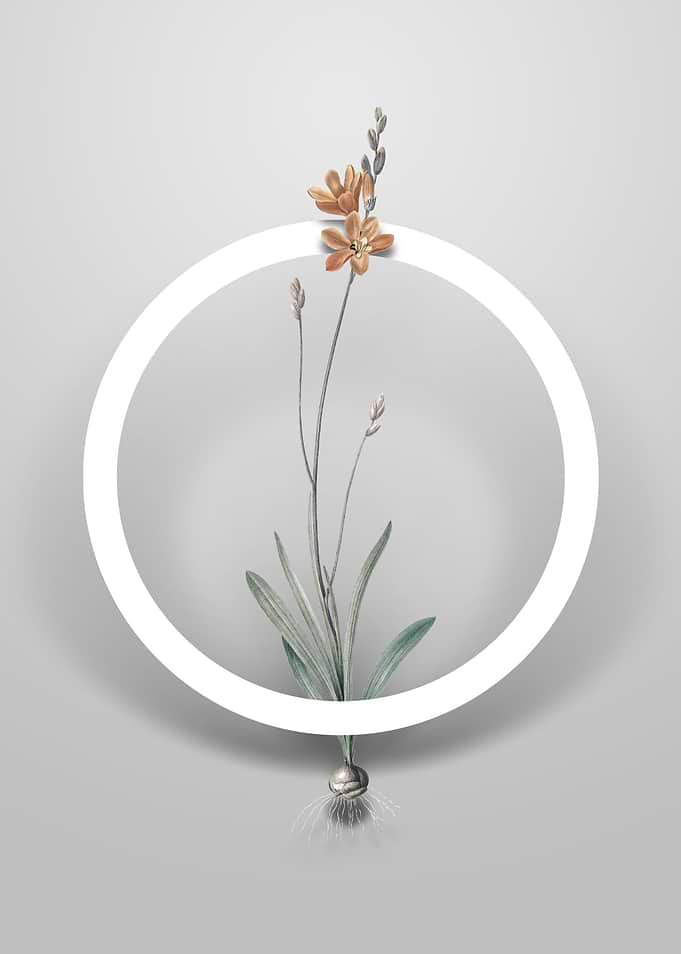 Mossel Bay Tritonia Flower