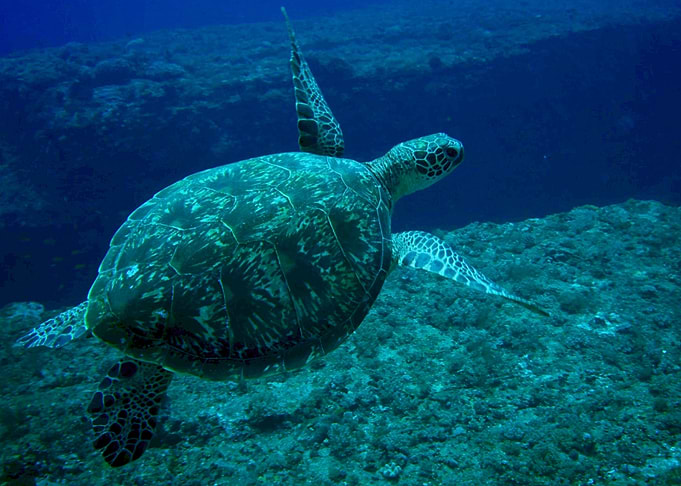 Turtle