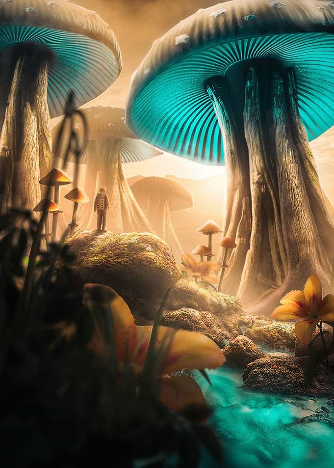 Mushroom Land