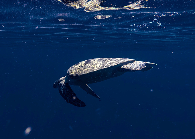 Turtle