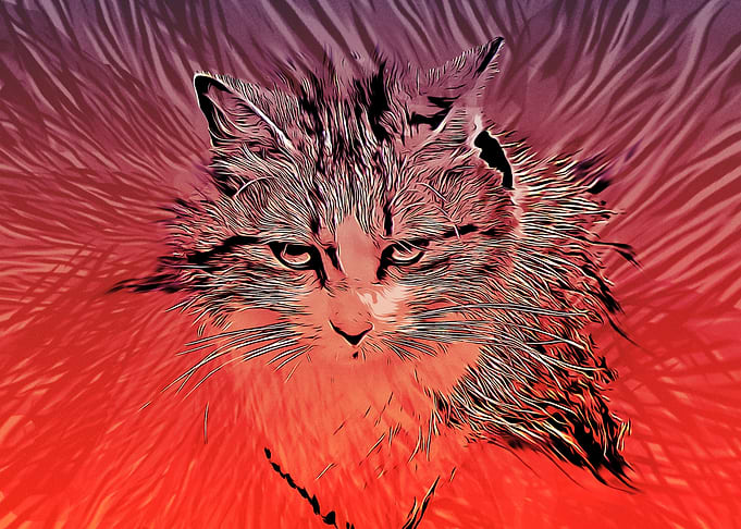 Red Fire Cat
