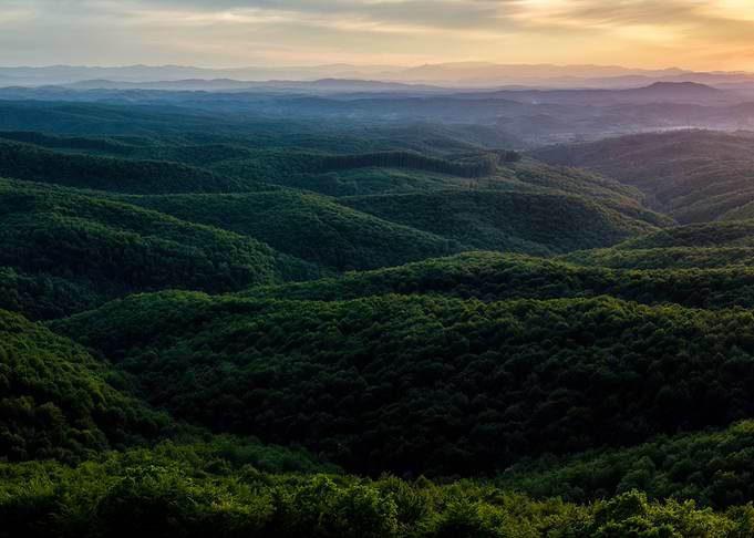 Sunset forest view