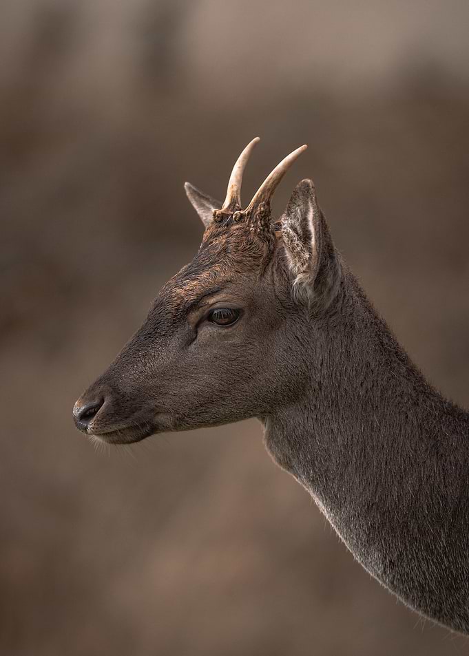 Roe deer buck