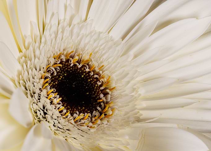 Macro of a gerbera flower