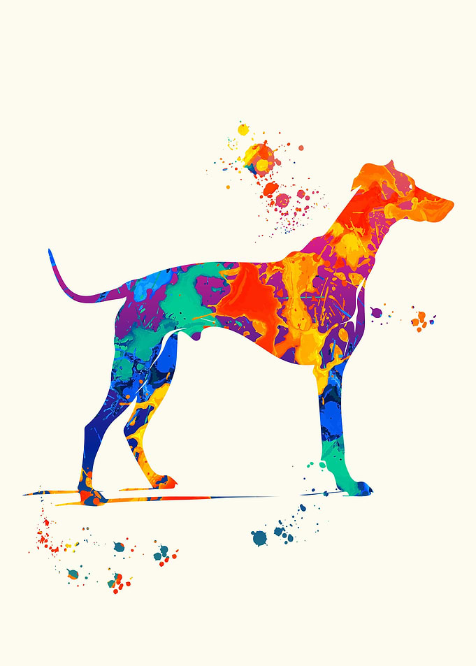Greyhound