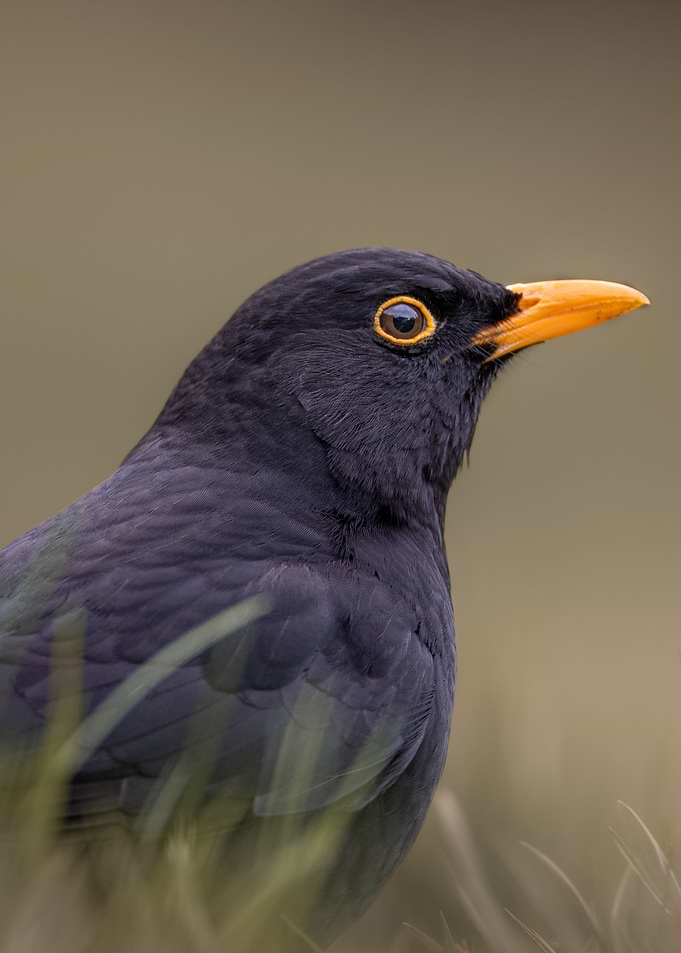 Blackbird