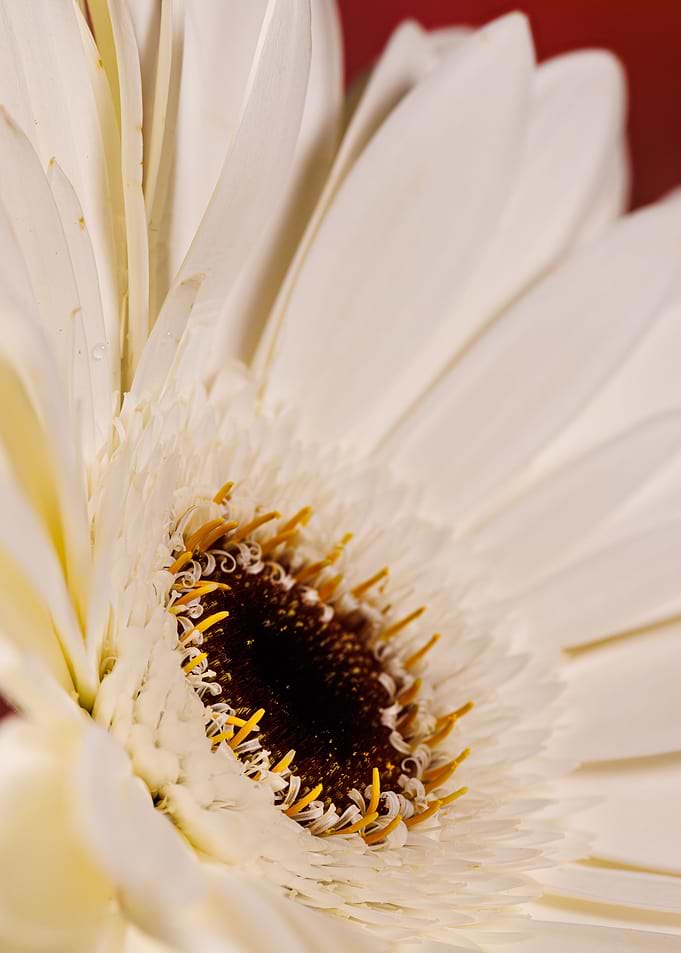 Macro of a gerbera flower