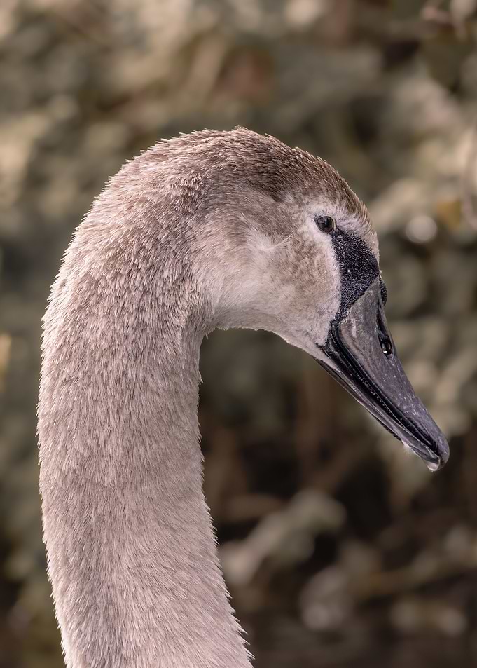 Swan