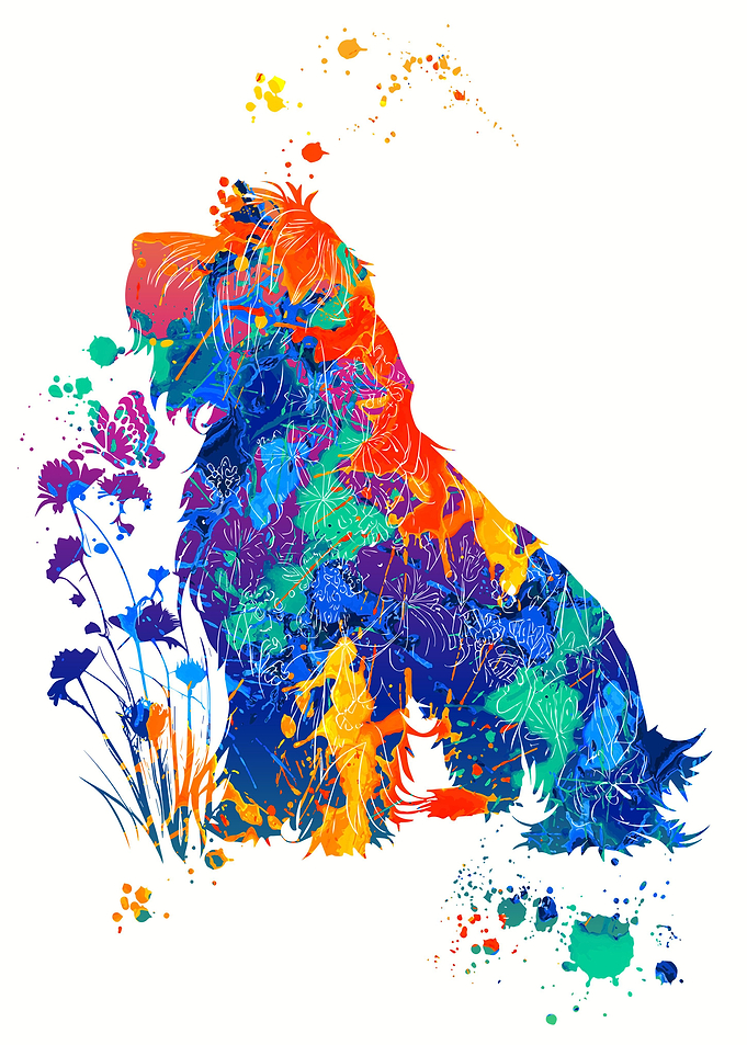 Briard