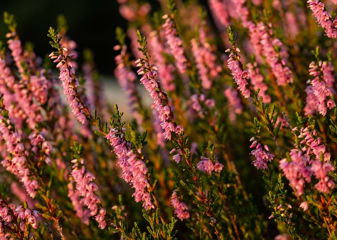 Blooming heather
