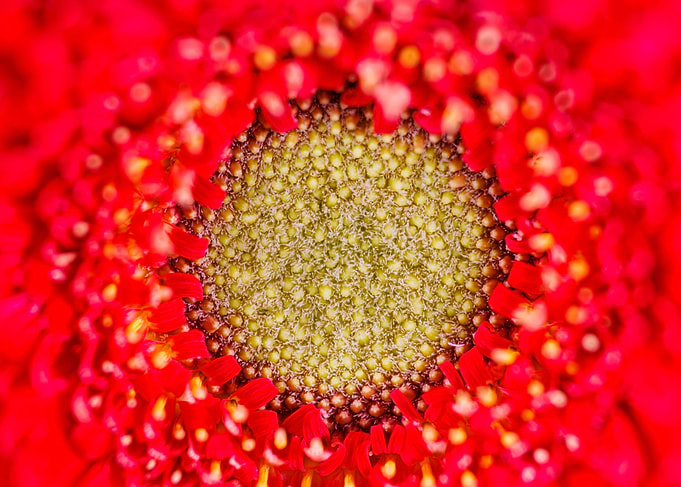 Macro of a gerbera flower
