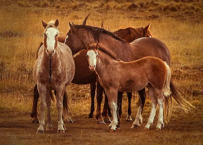 Wild Patagonia Spirit