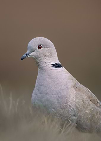 Eurasian collard dove