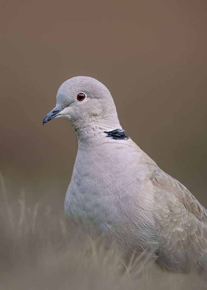 Eurasian collard dove